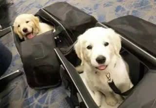 海南航空允许宠物进机舱！